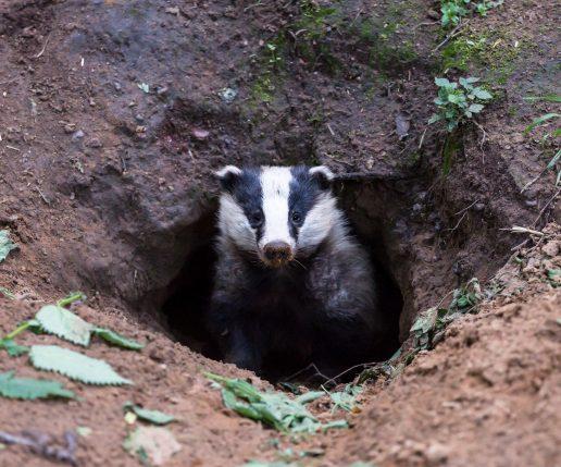 Badger